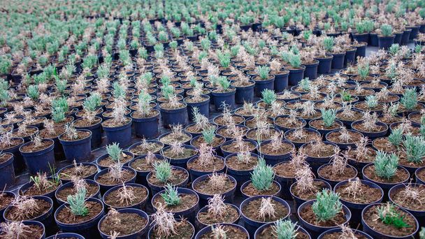Rows of pots with lavender at plant nursery, young garden center and greenhouse, small business - Photo, Image