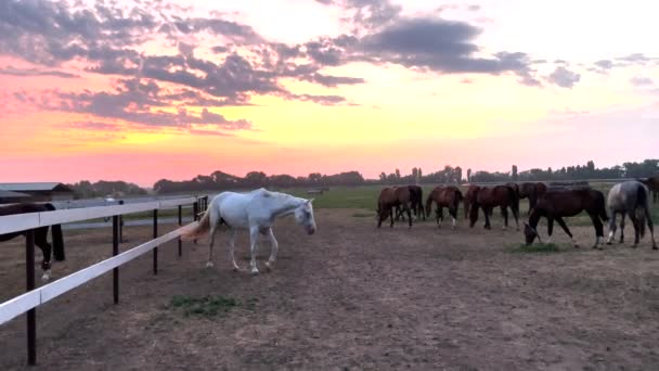 Pferdeherde weidet auf der Weide in der Koppel vor dem Hintergrund des Sonnenuntergangs. - Filmmaterial, Video