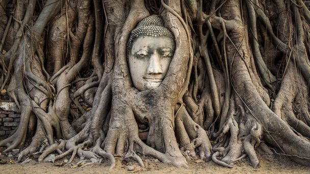 Tête de statue de Bouddha dans les racines des arbres, Ayutthaya, Thaïlande
 - Photo, image