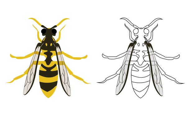 Hornet or Wasp Vector Illustration Fill and Outline Isolado em fundo branco. Insetos Bugs Worms Pest and Flies. Entomologia ou controle de pragas Elementos gráficos de negócios. - Vetor, Imagem