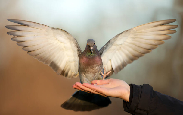Close up de um pombo Feral pousando em uma mão, Reino Unido. - Foto, Imagem