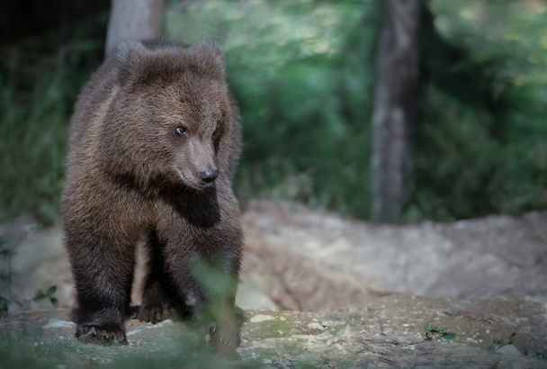 Close-up van een schattige Euraziatische bruine beer in het bos, zomer in Finland. - Foto, afbeelding