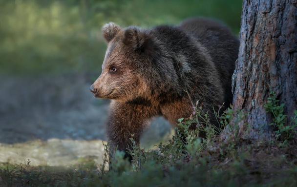 Detail roztomilého medvídka hnědého v lese, léto ve Finsku. - Fotografie, Obrázek