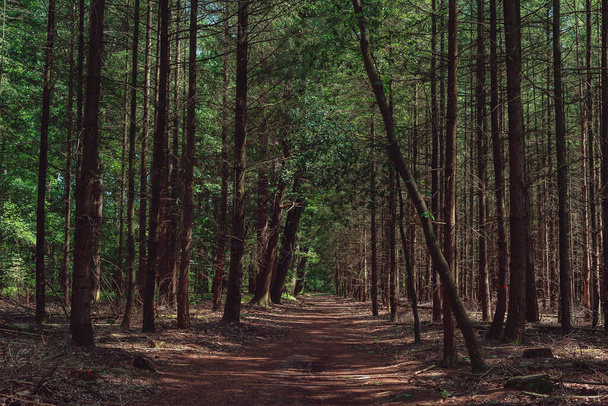 Path in dense sunny forest in summer. - Photo, Image