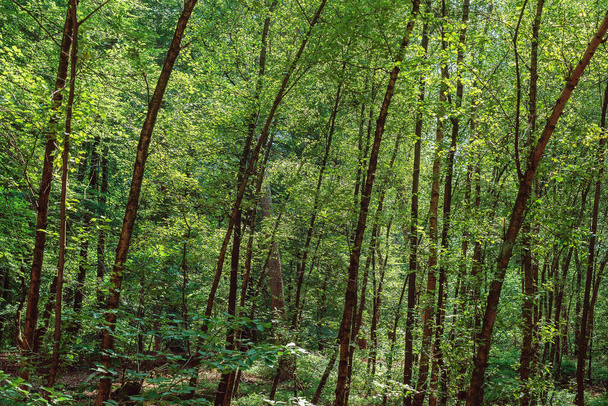Bended tree trunks in a dense summer forest. - Fotoğraf, Görsel