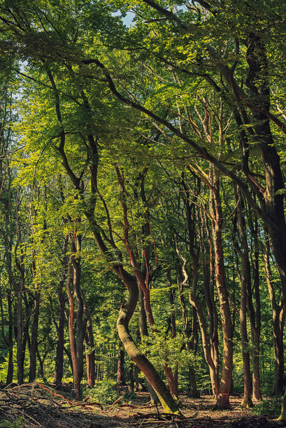 Winding tree trunks in a dense sunny summer forest. - Foto, Imagen