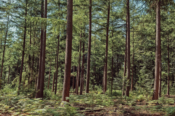 Summer forest with pine trees and ferns. - Photo, Image