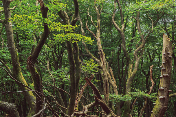 Нависающие стволы деревьев в густом летнем лиственном лесу. - Фото, изображение