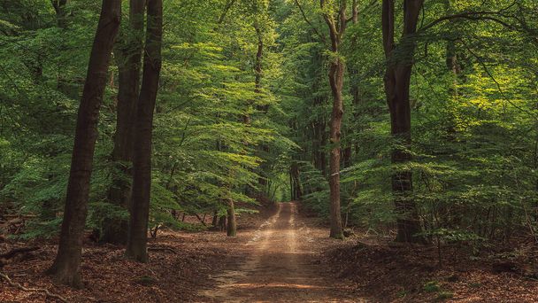 Пешеходная тропа в густых летних лиственных лесах. - Фото, изображение