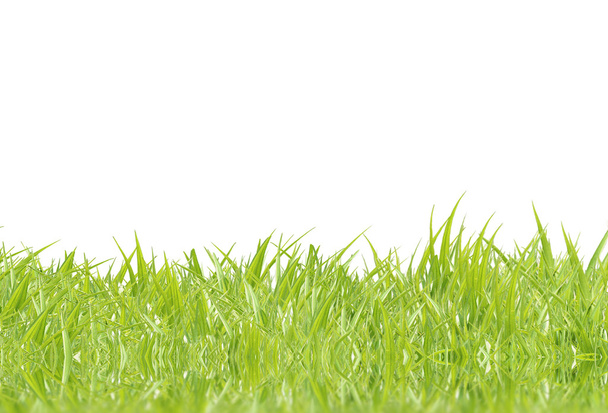 Fresh green grass on a white background - Fotó, kép
