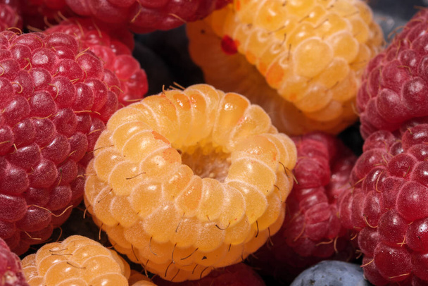 Свежие спелые летние ягоды на десерт без сахарной макрофотографии крупным планом - Фото, изображение