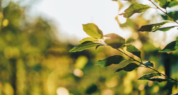 Apfelbaumzweig mit grünen Blättern im direkten Sonnenlicht. - Foto, Bild
