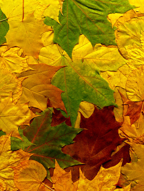 Brilliant fall background of colorful autumn leaves - Foto, Imagen