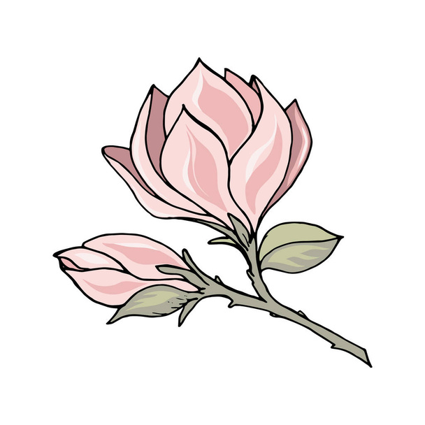 Magnolia branch with pink flower and bud, color freehand drawing with black outline. Vector illustration template for different design poster, card, tee shirt, pillow, home decor. - Вектор,изображение