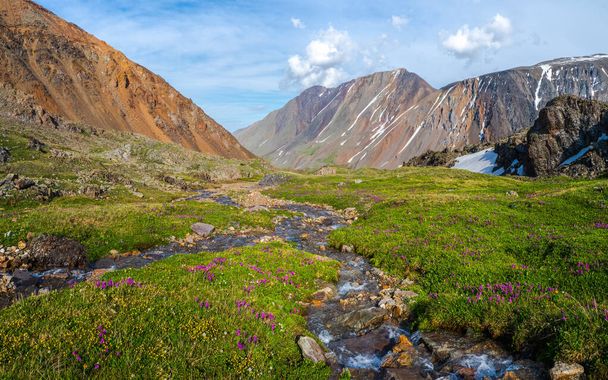 Clear mountain stream flows through a green high-altitude plateau. Picturesque mountain summer landscape with a river. - Foto, afbeelding