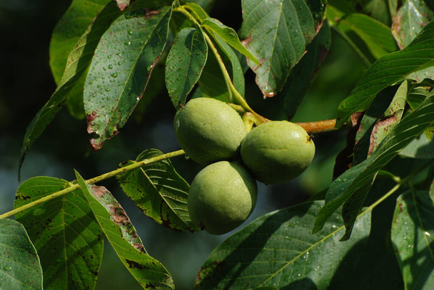 Walnut, also walnut (Juglans regia L.) - Photo, Image