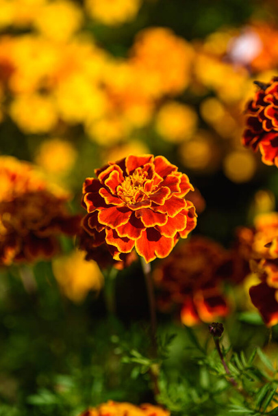 Caléndulas de cerca en un macizo de flores en el jardín a la luz del sol. - Foto, imagen