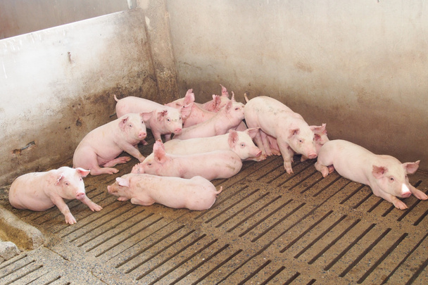 свиньи на ферме - Фото, изображение