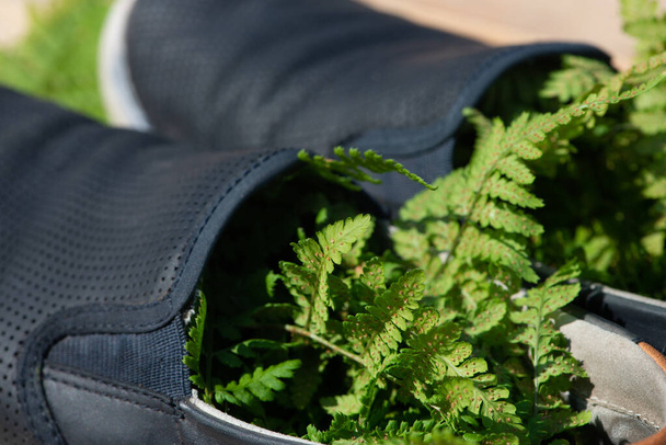 Wood Fern leaves in the shoes close-up. - Photo, Image