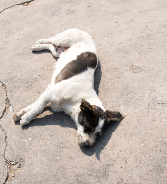 Sleeping street dog - 写真・画像