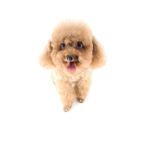 Red Toy Poodle puppy - Photo, Image