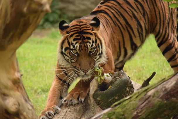 Tiger. - Photo, Image
