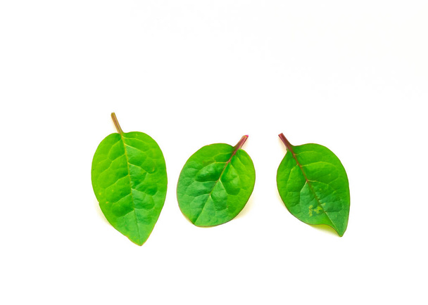Three young red Malabar spinach Basella alba leaves isolated on white background. It is an edible perennial vine in the family Basellaceae - Photo, Image