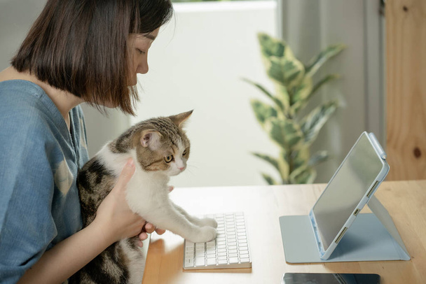азіатська жінка грає зі своєю кішкою і використовує планшетну зустріч і роботу з дому
 - Фото, зображення