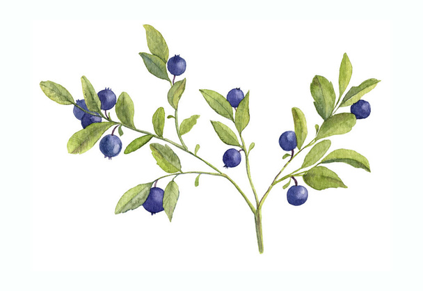 Watercolor illustration of blueberry branch - 写真・画像