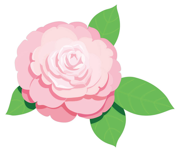 camellia bloem vector illustratie transparante achtergrond - Vector, afbeelding