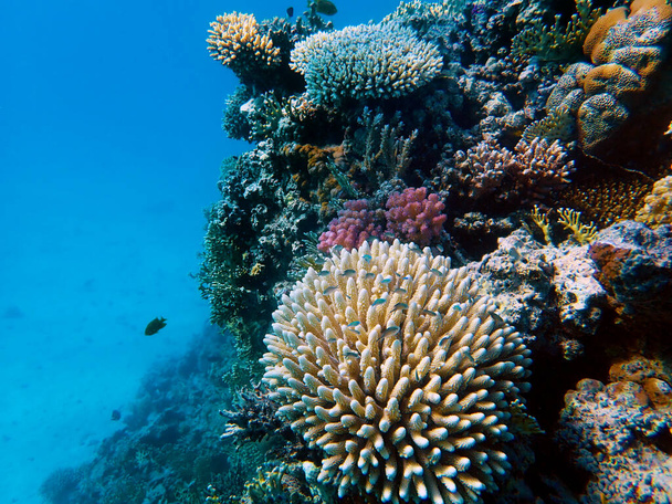 Podvodní scenérie s korály v Rudém moři - Fotografie, Obrázek