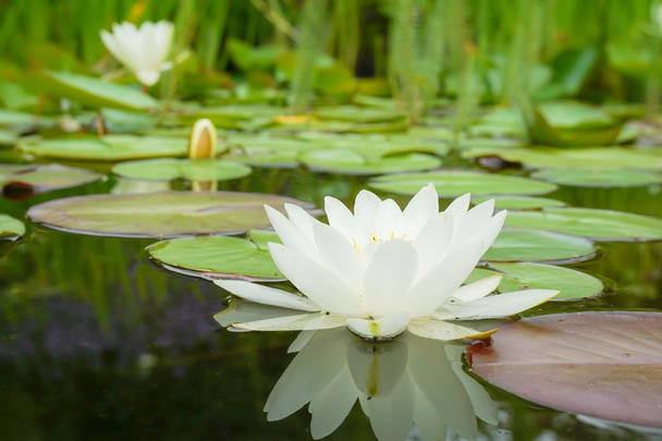 White water lily - 写真・画像