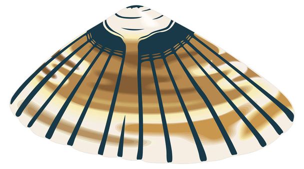 limpet shell vector illustration transparent background - Vektör, Görsel