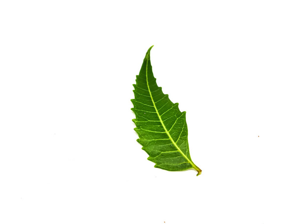 Azadirachta indica Gałąź liści neemu odizolowana na białym tle. Medycyna naturalna. - Zdjęcie, obraz