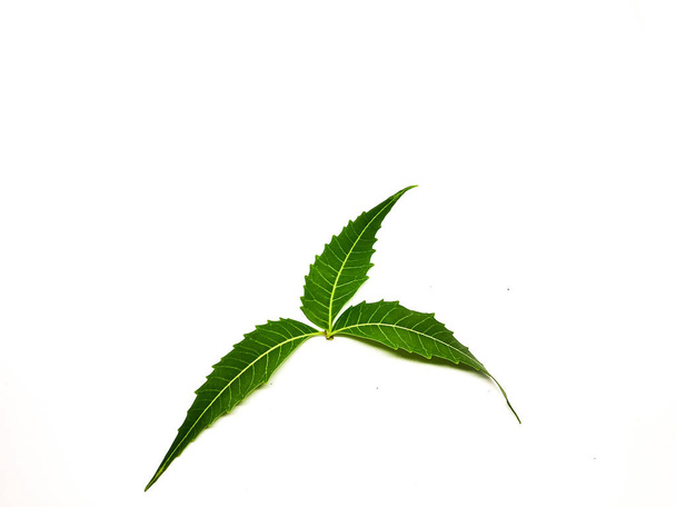 Azadirachta indica Větev neem listy izolované na bílém pozadí. Přírodní medicína. - Fotografie, Obrázek