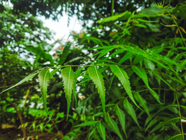 Azadirachta indica Ένα κλαδί από φύλλα δέντρων neem. Φυσική ιατρική. - Φωτογραφία, εικόνα