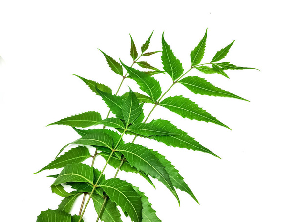 Azadirachta indica Ветвь листьев Нима выделена на белом фоне. Естественная медицина. - Фото, изображение
