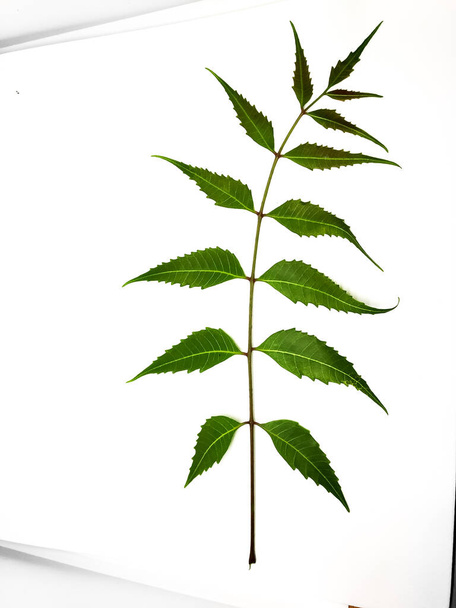 Azadirachta indica Um ramo de folhas de árvore neem isolado sobre fundo branco. Medicina natural. - Foto, Imagem