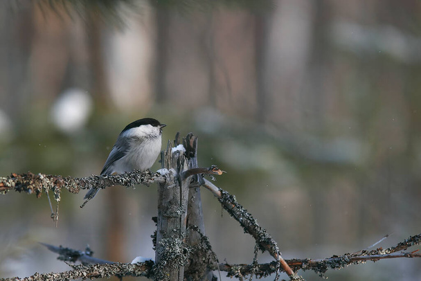 Willow tit in the winter forest. It sits on a branch of a small dried spruce. - Foto, afbeelding