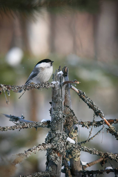 Willow tit in the winter forest. It sits on a branch of a small dried spruce. - Foto, Imagen