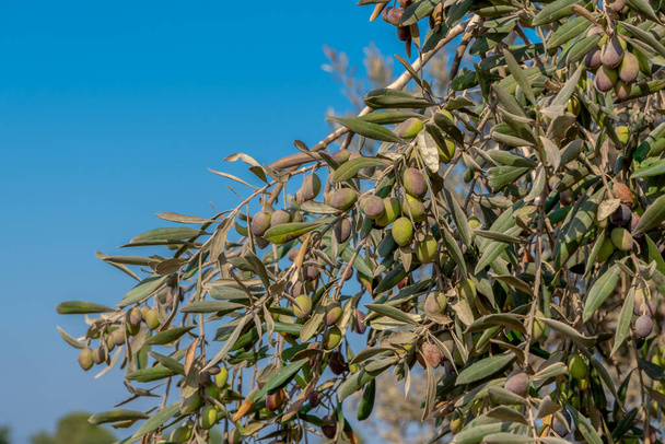 Primer plano de ramas de olivo con fruta madura en el Parque Nacional Tzipori en Israel - Foto, imagen