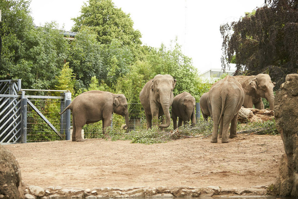 Group of elephants in a zoo - Foto, Imagen