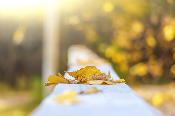 Autumn leaves on pavement, walkway. Autumn landscape, orange foliage in forest. Blurred, out of focus, close-up - Φωτογραφία, εικόνα