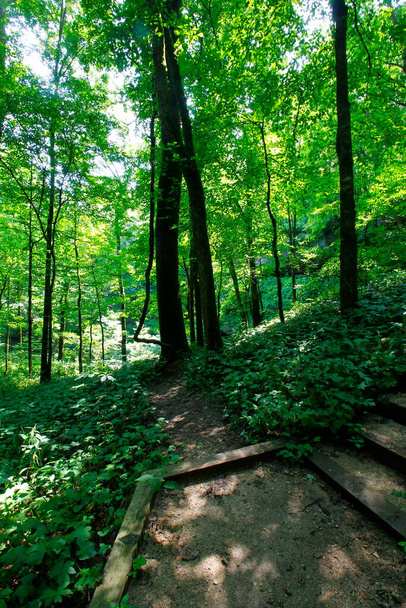 Views from the Cedar Sink Trail, Mammoth Cave National Park, Kentucky - Photo, Image