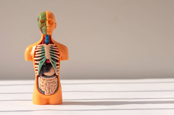 3d human model with inner organs inside. Medical anatomical background with copy space for text - 写真・画像