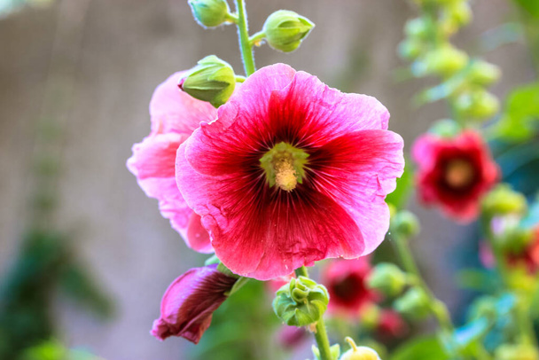 Pink hollyhock flower against a green blurry background. Alcea rosea bloom mid-summer with numerous flowers on tall spikes. Cultivated as an ornamental plant. Malvaceae family. Hibiscus. Postcard. - Photo, Image