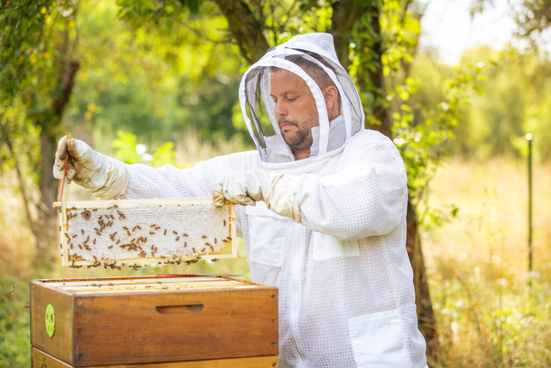 Beekeeper on an apiary, collecting or taking out honeycomb or wooden frames from bee hive for fresh, meadow honey, plenty of bees - Foto, Bild