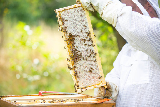 Bijenhouder op een bijenstal, die honingraat of houten lijsten van bijenkorf verzamelt of meeneemt voor verse, weidehoning, veel bijen - Foto, afbeelding