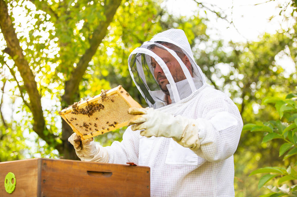 Beekeeper on an apiary, collecting or taking out honeycomb or wooden frames from bee hive for fresh, meadow honey, plenty of bees - Fotoğraf, Görsel