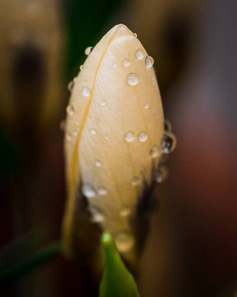 A macro shot of the water droplets on a fresh Snow crocus flower - 写真・画像